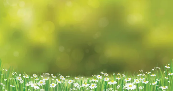 Daisy bloemen veld — Stockvector