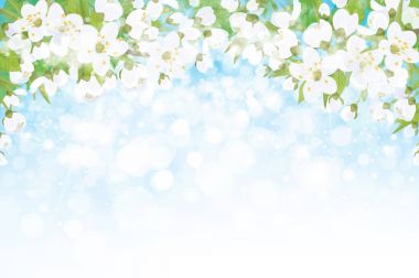 Elma ağacı vektör çiçek dalları