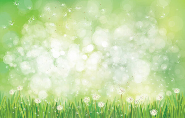Spring dandelions field on green bokeh background.