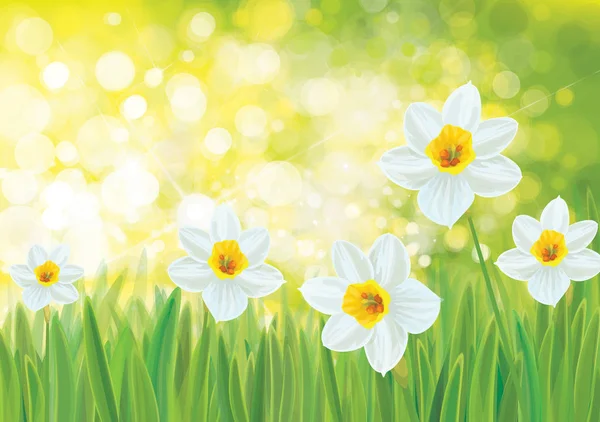 Lente Natuur Achtergrond Met Narcissen Bloemen — Stockvector