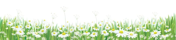 Vektorové Kvetoucí Sedmikrásky Květin Pole Příroda Pohraniční Izolované Bílém — Stockový vektor
