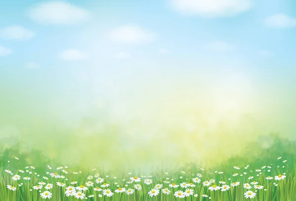 Vector Illustration Green Daisy Flowers Field Nature Background — Stock Vector