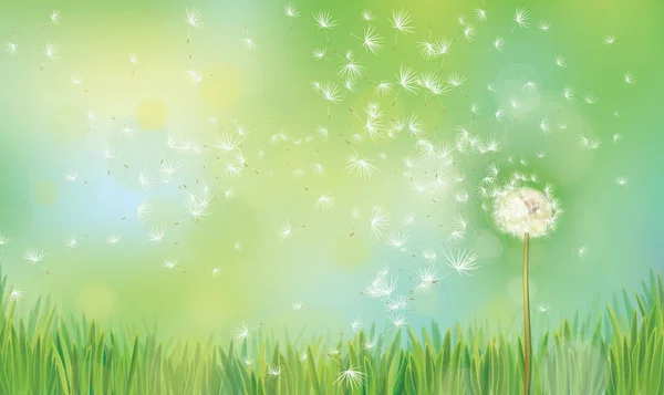 Vector illustration of dandelions in green grass on bokeh background.