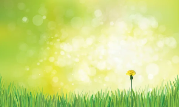 Vector Illustration Dandelion Green Grass Bokeh Background — Stock Vector