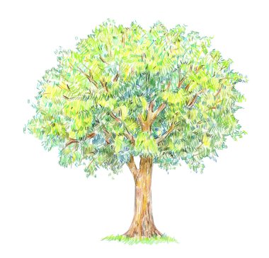 Ağaç beyaz arka plan üzerinde izole yaz aylarında yeşil yaprakları ile 