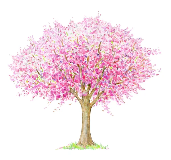 Árvore Florescente Primavera Isolada Fundo Branco — Fotografia de Stock
