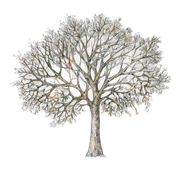 Χειμώνα Δέντρο Που Απομονώνονται Λευκό Φόντο — Φωτογραφία Αρχείου
