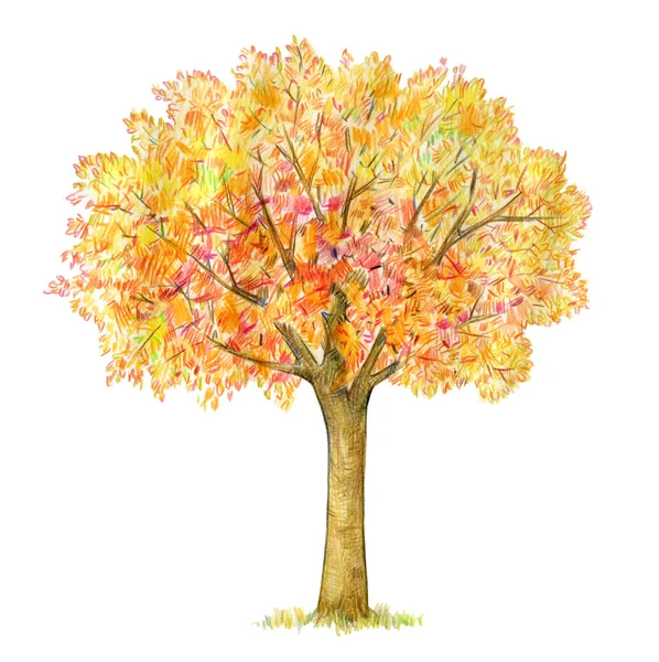 Tree Yellow Leaves Autumn Isolated White Background — Stock Photo, Image