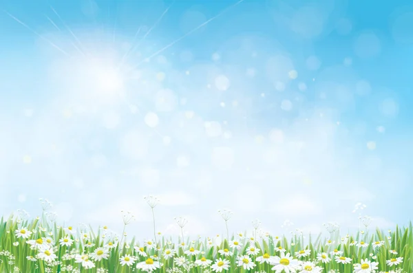 阳光明媚的蓝天背景下的夏季 Camomiles 矢量插图 — 图库矢量图片