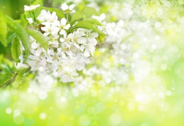  Şu yeni gelişen ağaç bahar. Bahar arka plan. 