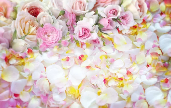 Rose Flowers Blurred Background — Stock Photo, Image