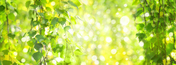 Green birch  leaves branches, green,  bokeh background. Nature spring background.