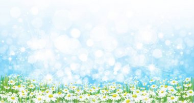 Vektör doğa arka plan, papatya çiçekleri alan.