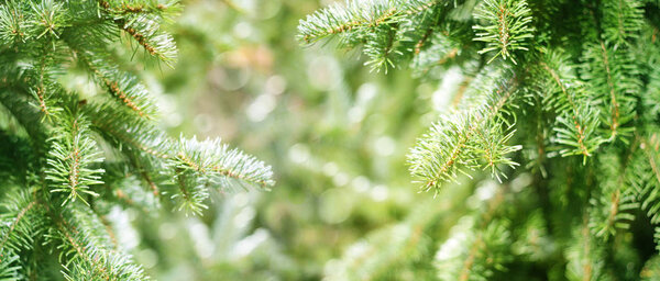 Close up of green firs branches on blurred background