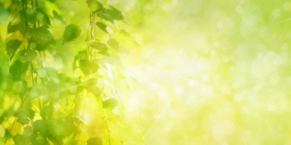 背景のボケ味の緑の葉と白樺の枝 — ストック写真