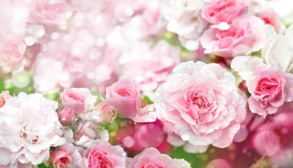 Close Blossoming Pink Roses Flowers — Stock Photo, Image
