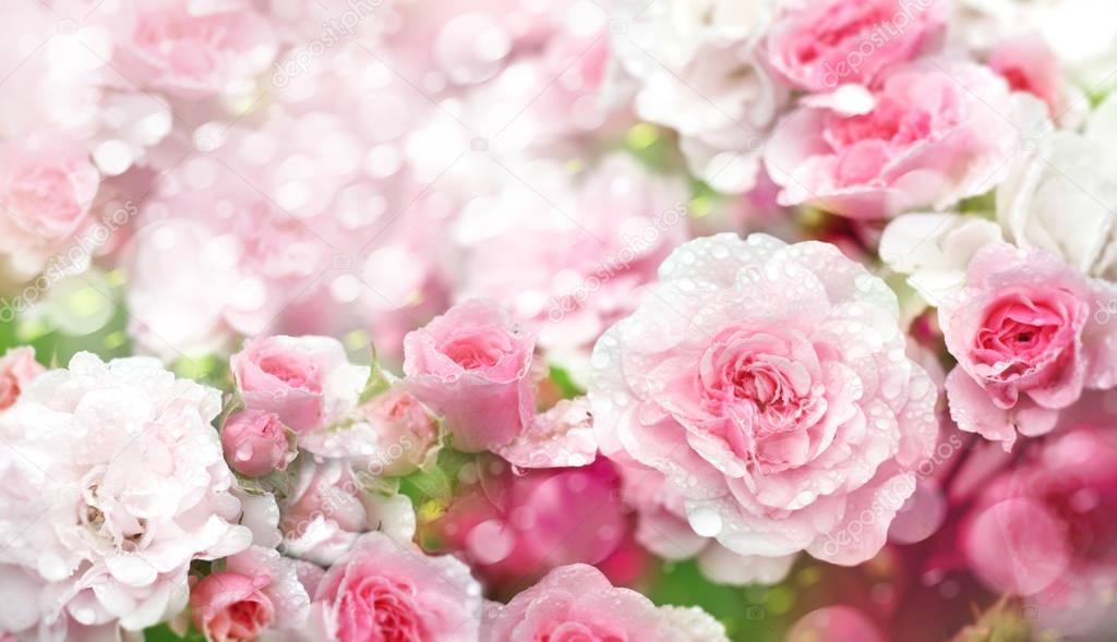 Close up of blossoming pink roses flowers  