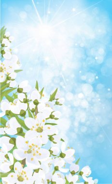 elma ağacı mavi bokeh arka plan üzerinde çiçek dalları