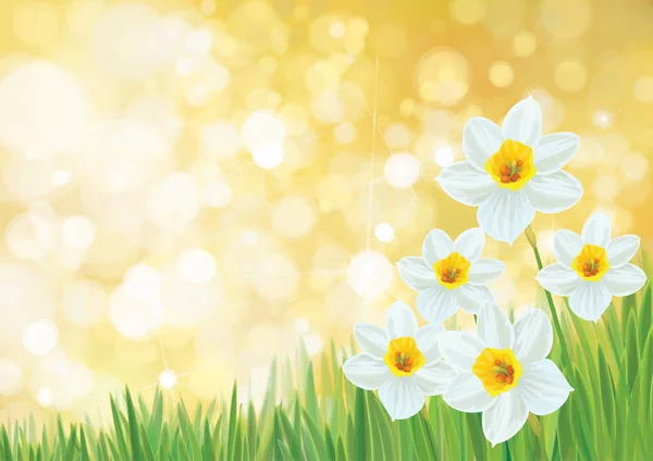 Vector Nature Background Daffodil Flowers — Stock Vector