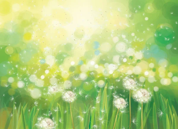 Vector spring  green background,  white dandelions field in suns — Stock Vector