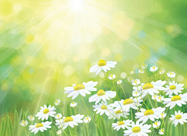 Vecteur été, arrière-plan nature. Fleurs de marguerite au soleil . — Image vectorielle