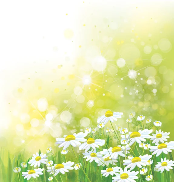 Verano vectorial, fondo natural. Flores de margarita al sol . — Archivo Imágenes Vectoriales