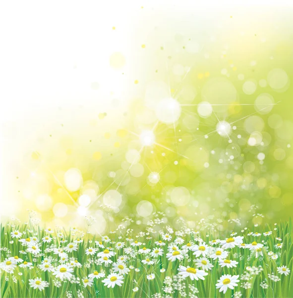 Vector Summer Nature Background Daisy Flowers Sunshine — Stock Vector