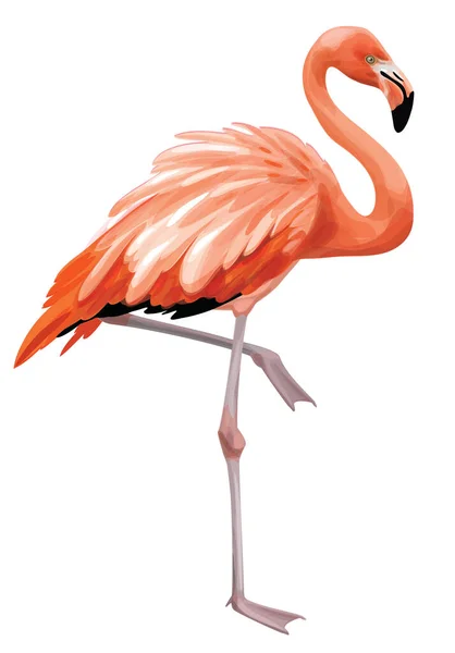 Vector Flamingo Fugl Isoleret Hvid – Stock-vektor
