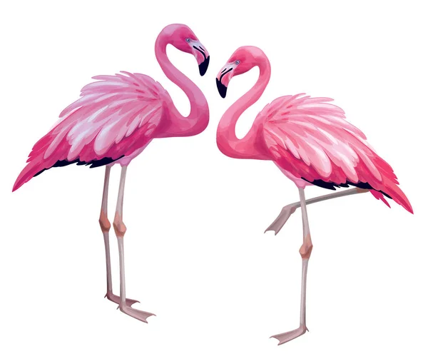 Vektor Flamingos Vogel Isoliert Auf Weiß — Stockvektor
