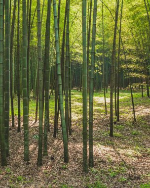 Bamboo forest in park near West Lake, Hangzhou, China