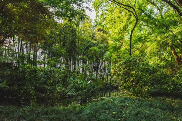 Woods in park near West Lake, Hangzhou, China — Stock fotografie