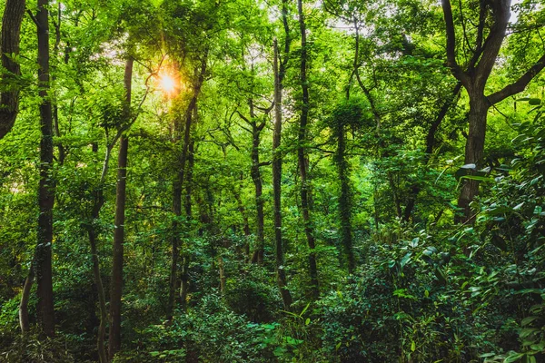 Woods in park near West Lake, in Hangzhou, China — Stock fotografie