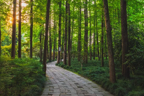 Stezka v lesích v parku u West Lake, Hangzhou, Čína — Stock fotografie