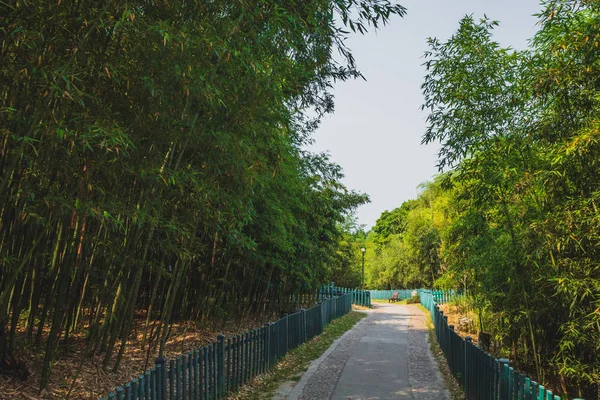 Útvonal között bambo erdő közelében West Lake, Hangzhou, Kína — Stock Fotó