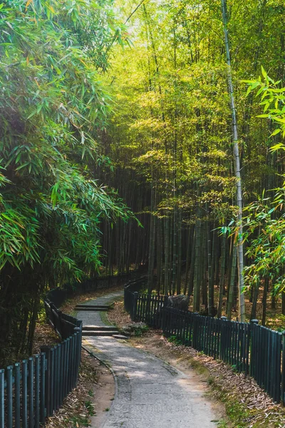 Camino entre el bosque de bambo en cerca de West Lake, Hangzhou, China —  Fotos de Stock