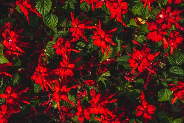 Background of red flowers — Stock Photo, Image