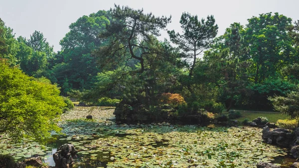 杭州西湖附近的公园里，有水仙花垫的池塘 — 图库照片