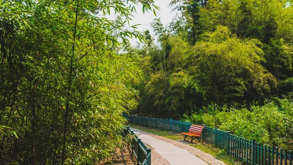 Cesta mezi lesy v parku u Západního jezera, Hangzhou, Čína — Stock fotografie