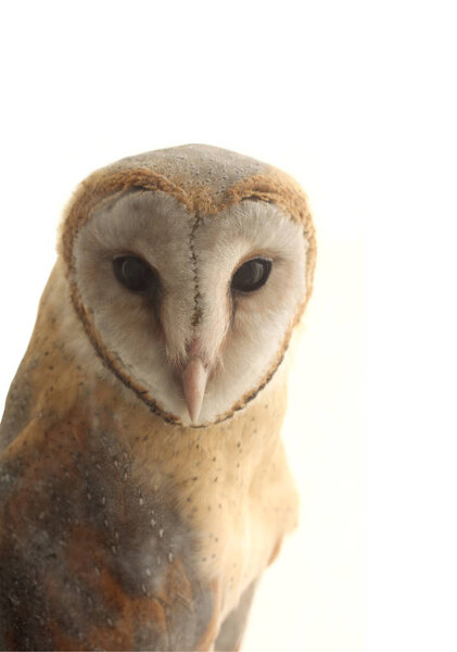 Barn owl Portrait photographed and isolated against white background