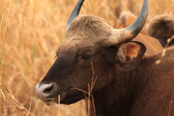 Närbild bild indisk bison — Stockfoto