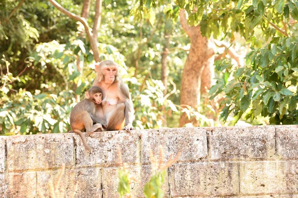 Maica Rhesus maimuță macac hrănire copil — Fotografie, imagine de stoc