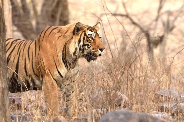 Tigre del Bengala Reale — Foto Stock