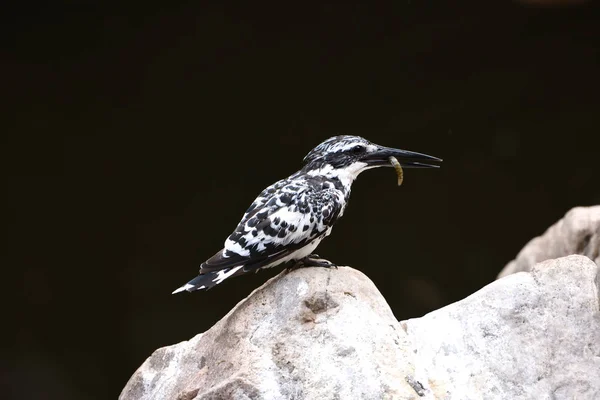 Pied Kingfisher sur roche avec des poissons — Photo