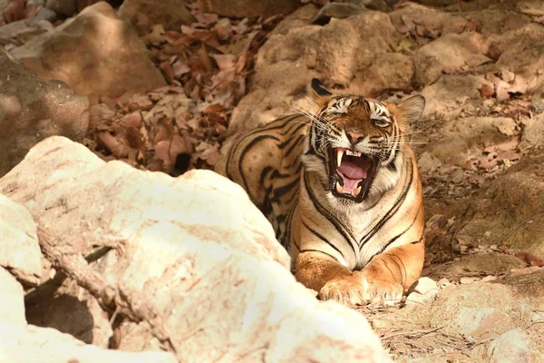 Tigre real de Bengala está exibindo um grande bocejo — Fotografia de Stock