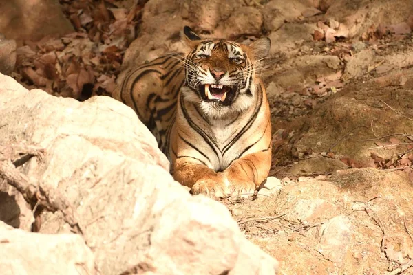 Aparência assustadora do tigre real de Bengala — Fotografia de Stock