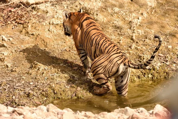 Koninklijke Bengaalse tijgerin gaan binnen water gat — Stockfoto