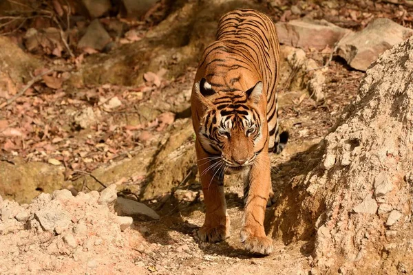 Tigre real de Bengala caminhando em direção ao buraco de água — Fotografia de Stock