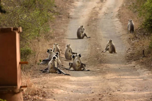 Grupo de Langur Gris o Hanuman Langur descansando en la carretera — Foto de Stock