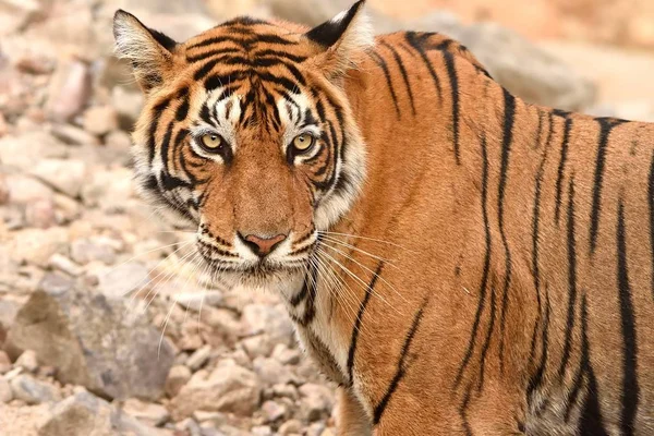 Portret van T60 Tiger — Stockfoto