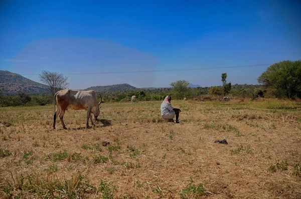 Granjero indio con sus toros —  Fotos de Stock